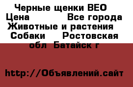 Черные щенки ВЕО › Цена ­ 5 000 - Все города Животные и растения » Собаки   . Ростовская обл.,Батайск г.